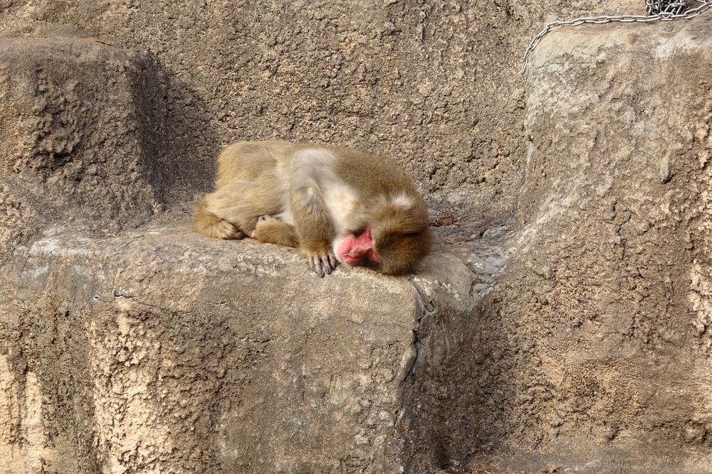 桐生が岡動物園の画像 - 3枚目