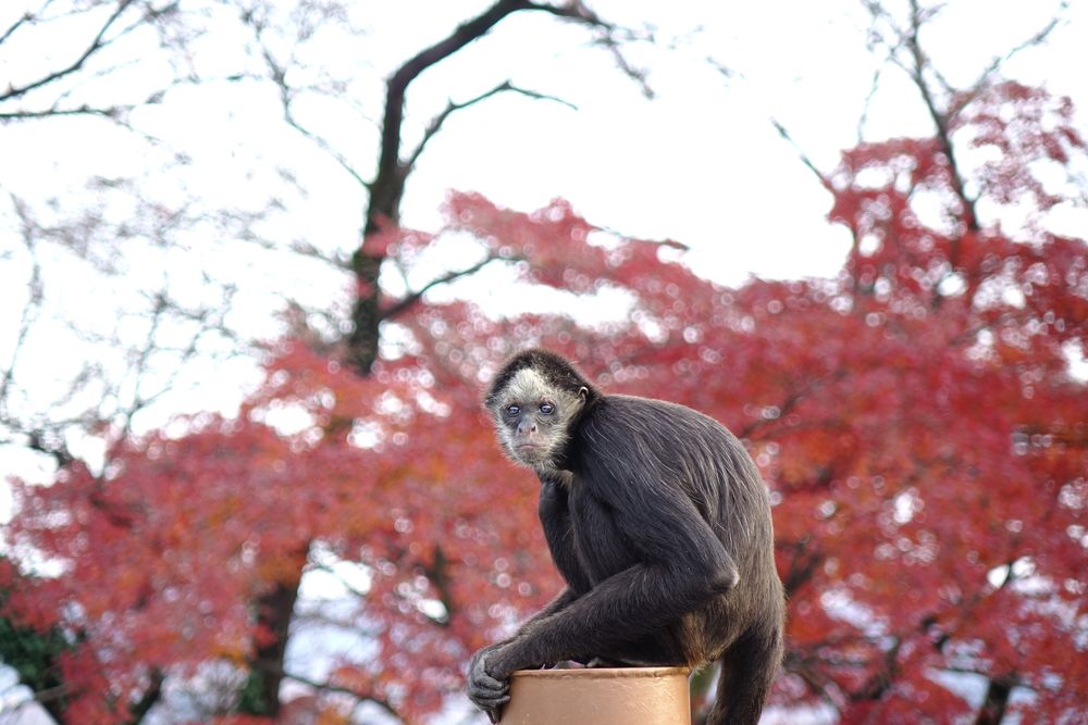 桐生が岡動物園の画像 - 4枚目
