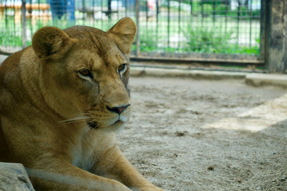 桐生が岡動物園の画像 - 5枚目