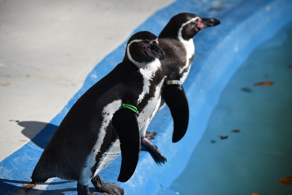 桐生が岡動物園の画像 - 6枚目