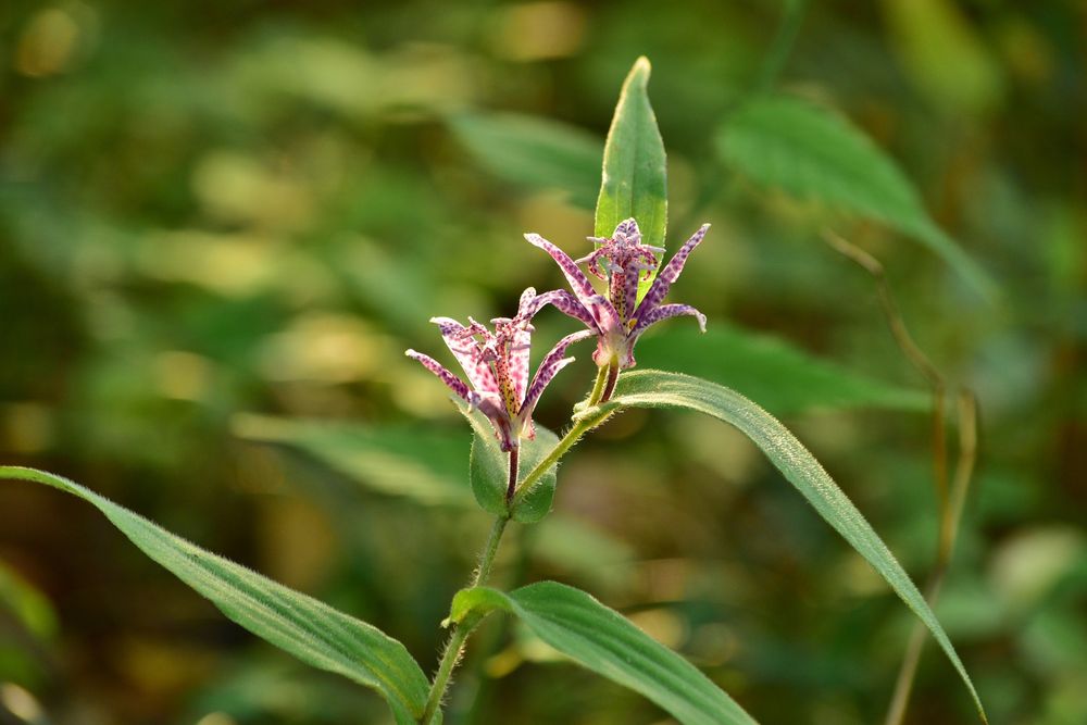 箱根湿生花園の画像 - 2枚目