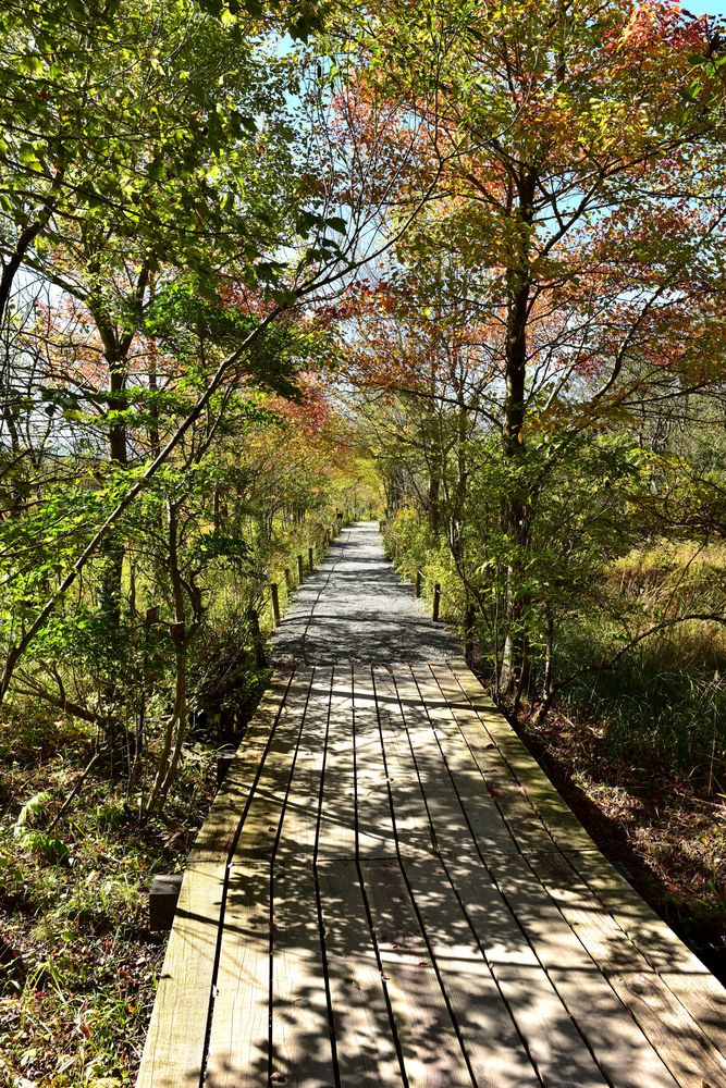 箱根湿生花園の画像 - 4枚目