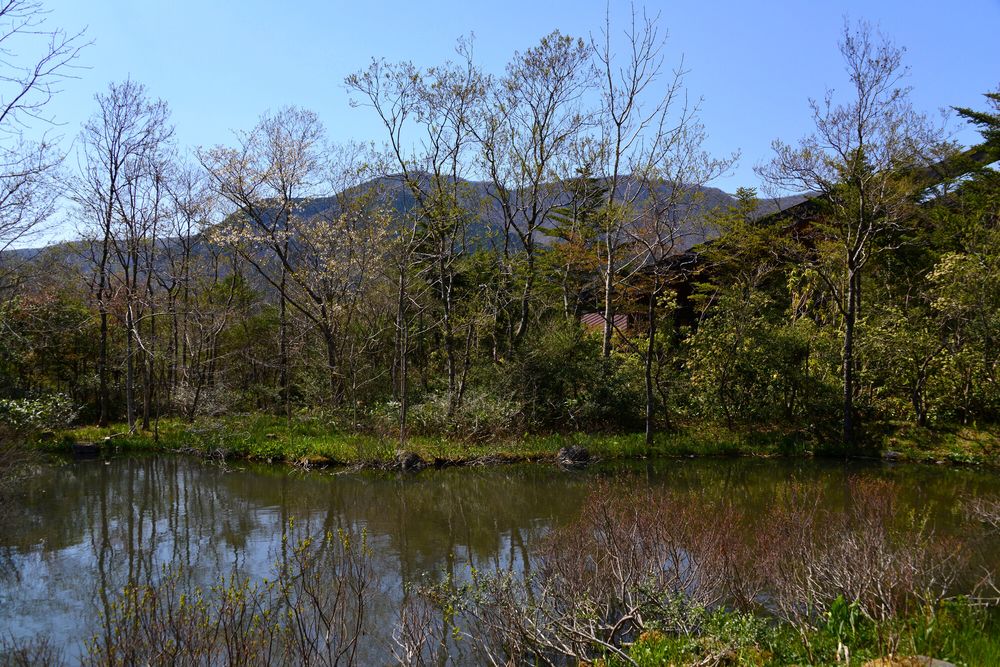 箱根湿生花園の画像 - 5枚目