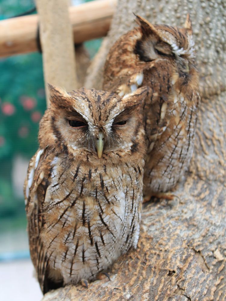 富士花鳥園】の周辺スポット・アクセス・口コミ - Prism Japan
