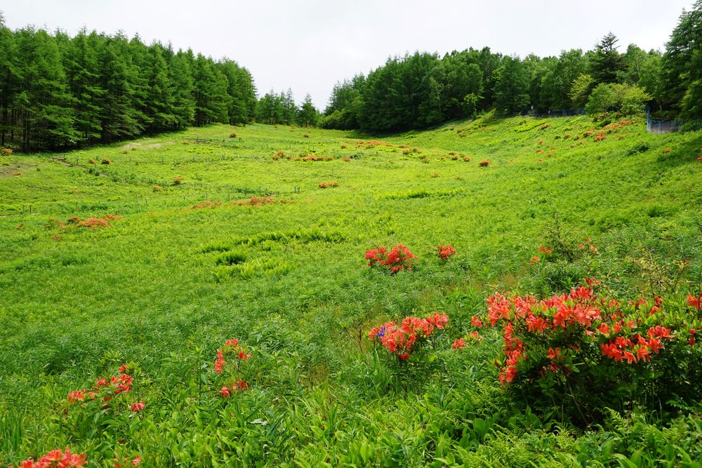 入笠山の画像 - 2枚目