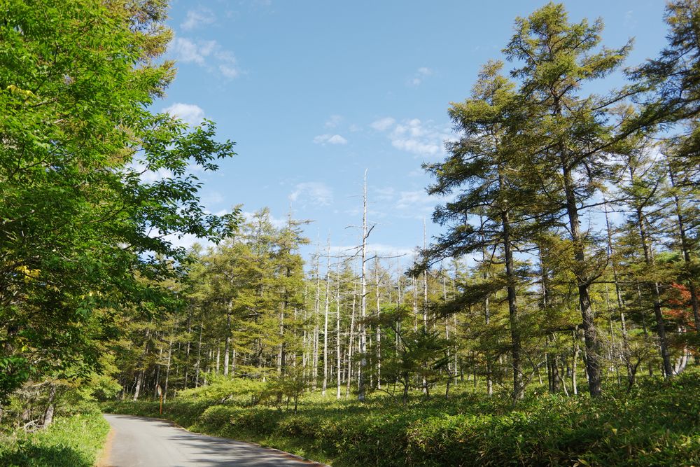 入笠山の画像 - 3枚目