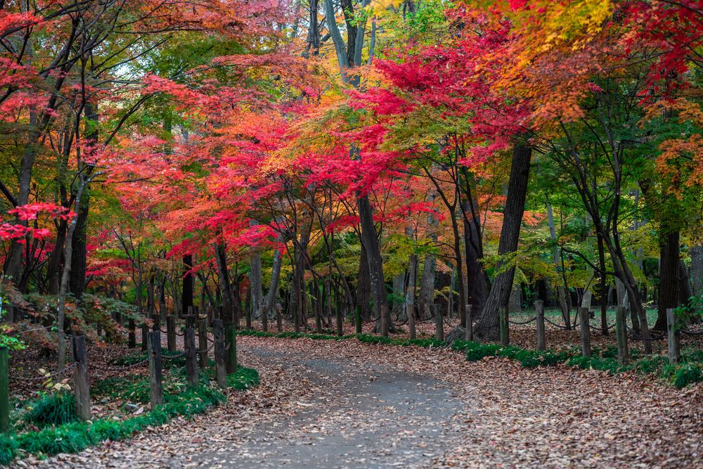 平林寺の画像 - 6枚目