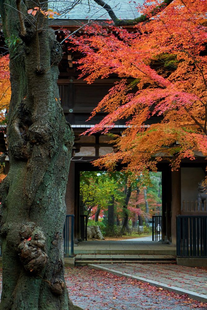 東漸寺の画像 - 2枚目
