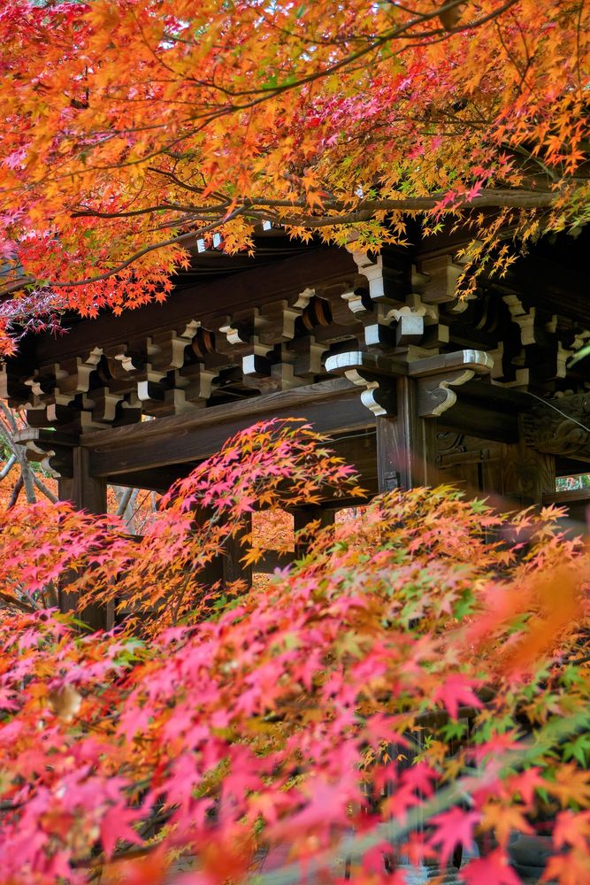 東漸寺の画像 - 3枚目