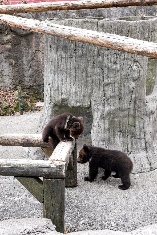 のぼりべつクマ牧場の画像 - 2枚目
