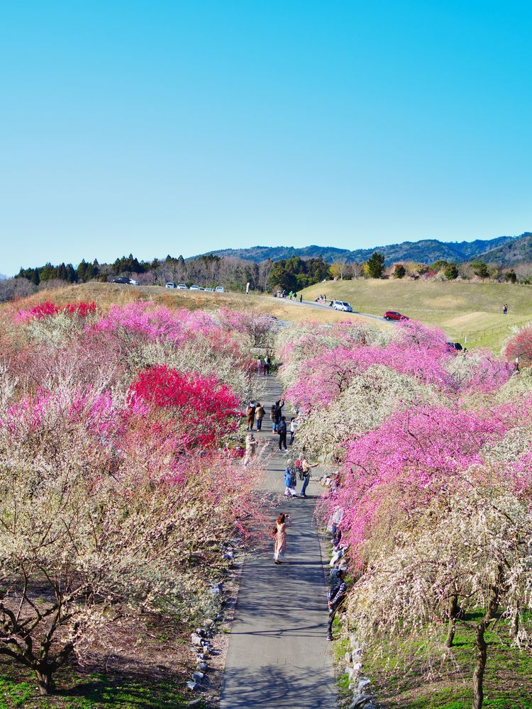 いなべ市梅林公園の画像 - 2枚目