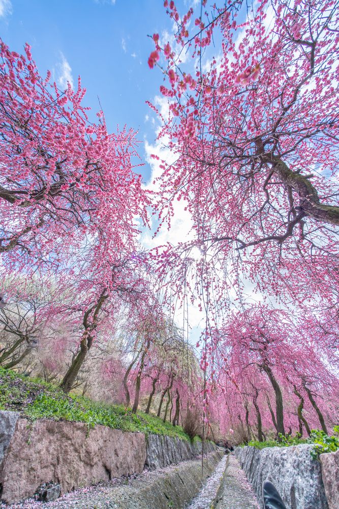 いなべ市梅林公園の画像 - 3枚目
