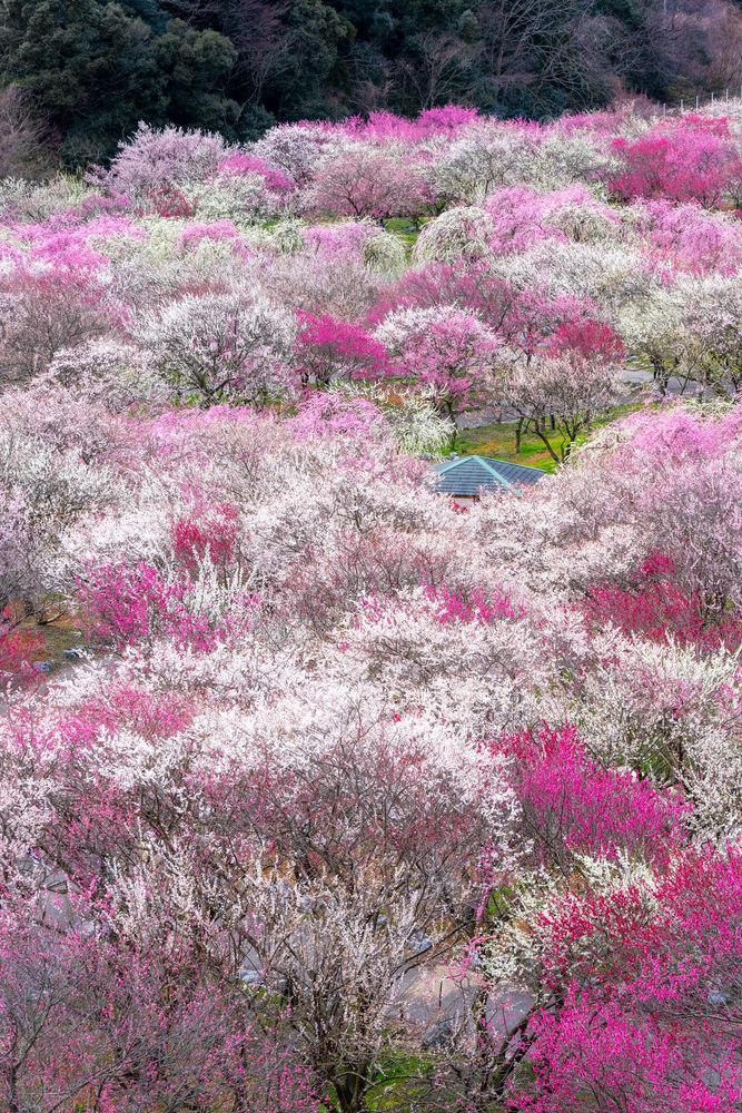 いなべ市梅林公園の画像 - 4枚目