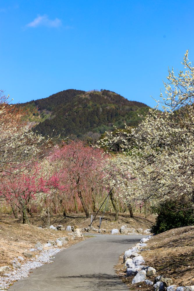いなべ市梅林公園の画像 - 5枚目