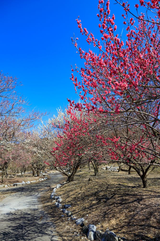 いなべ市梅林公園の画像 - 6枚目