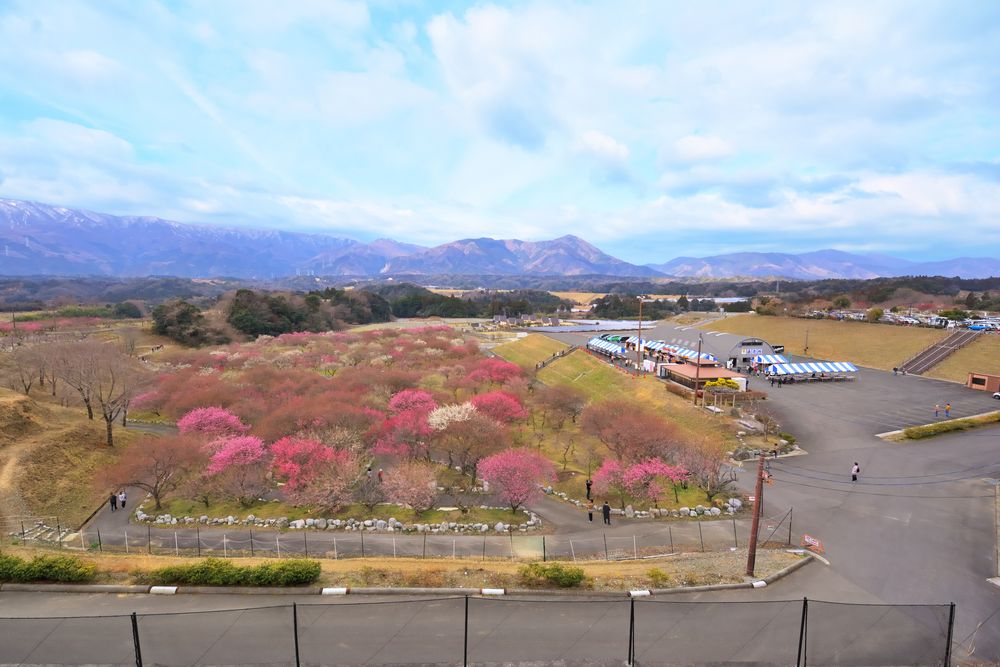 いなべ市梅林公園の画像 - 7枚目