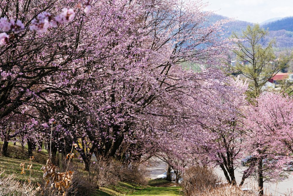 清水公園の画像 - 4枚目