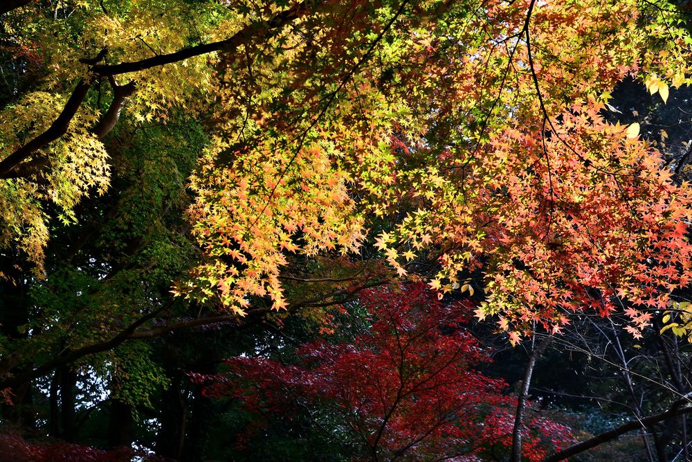 清水公園の画像 - 5枚目
