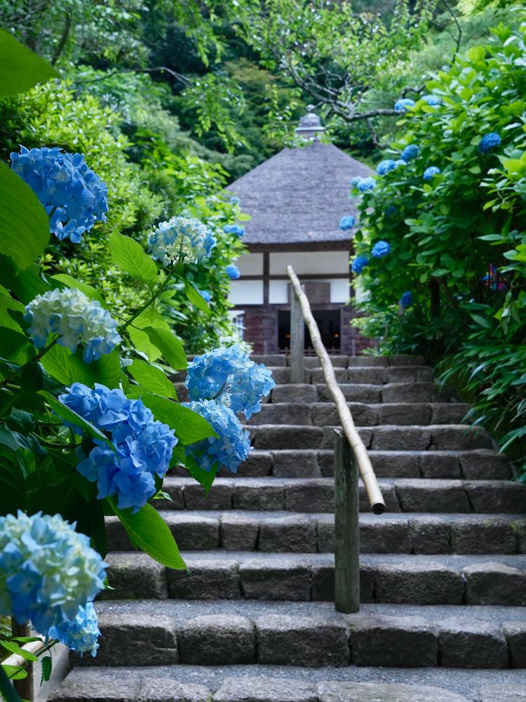 明月院の画像 - 5枚目