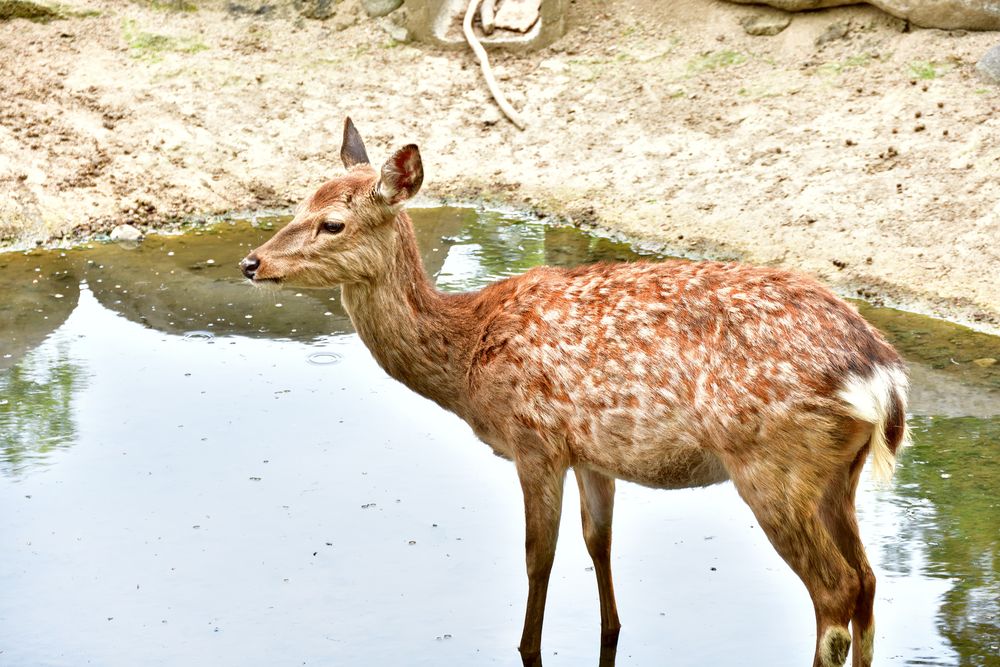 万力公園の画像 - 2枚目