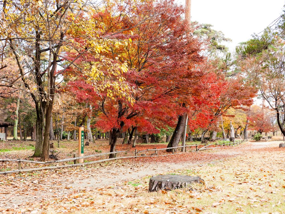 万力公園の画像 - 5枚目