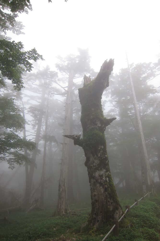大台ケ原の画像 - 5枚目
