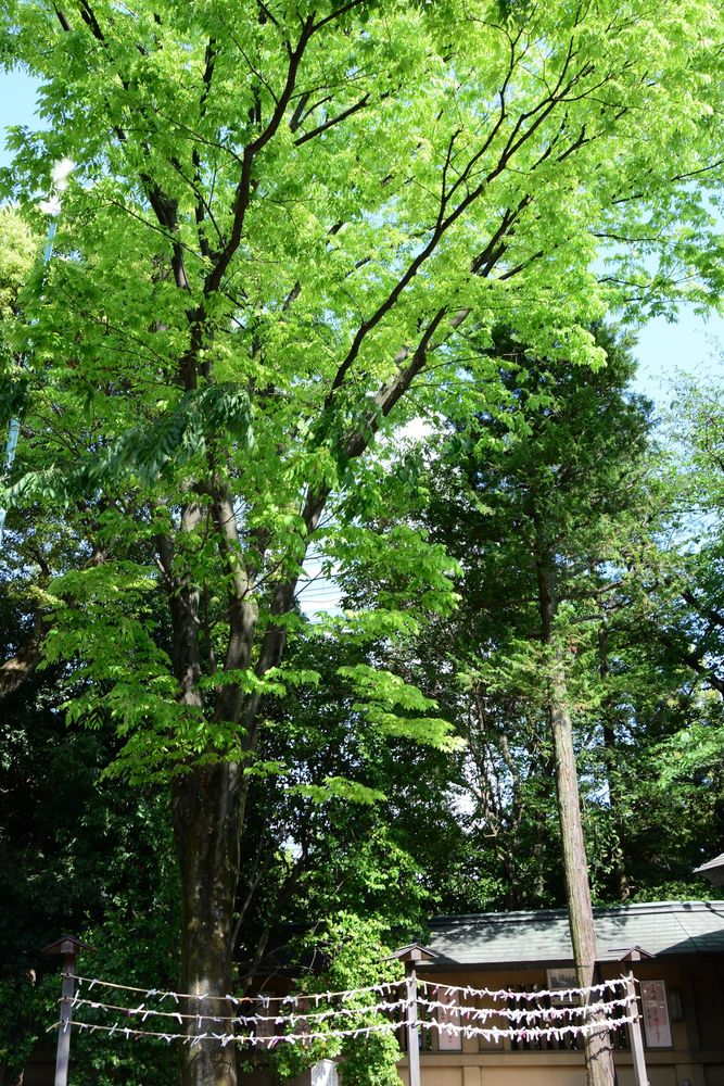 東郷神社の画像 - 3枚目