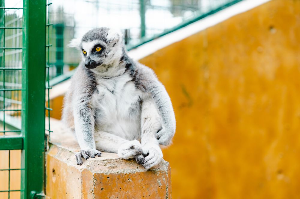 しろとり動物園の画像 - 2枚目
