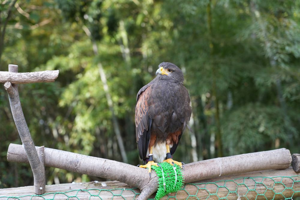 しろとり動物園の画像 - 5枚目