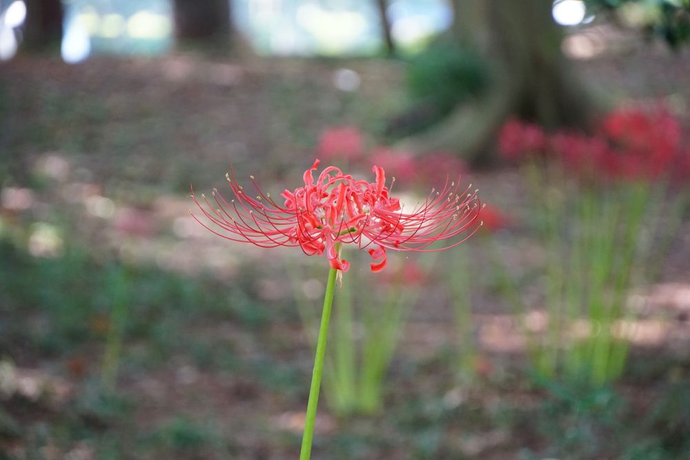 平塚市総合公園の画像 - 3枚目