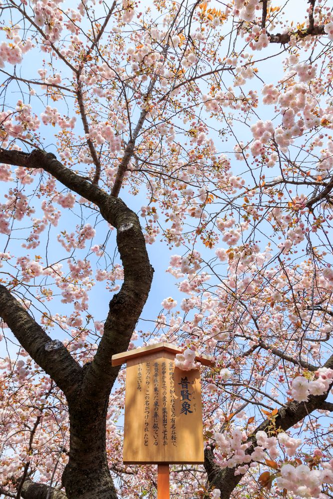 桜の通り抜け 造幣局 : 桜の通り抜け（大阪）