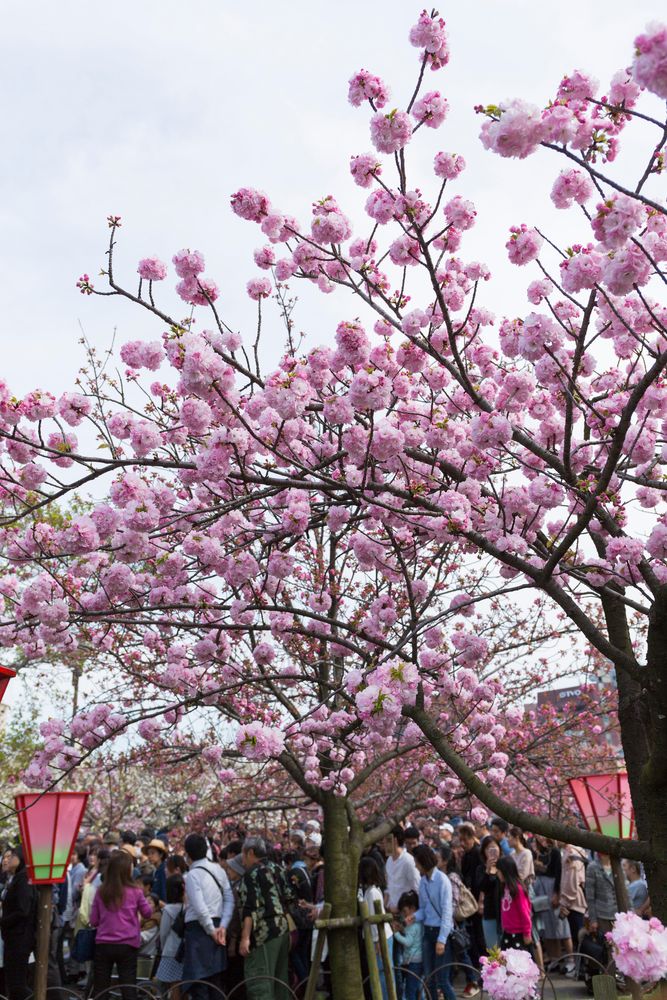 桜の通り抜け 造幣局桜の通り抜け】の周辺スポット・アクセス・口コミ - Prism