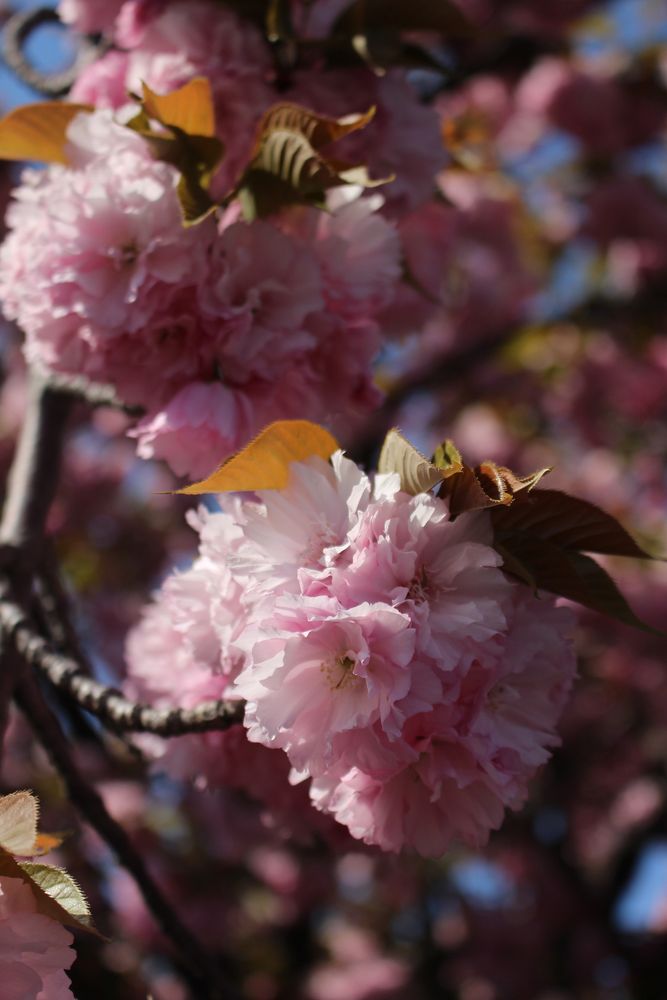 造幣局桜の通り抜け】の周辺スポット・アクセス・口コミ - Prism