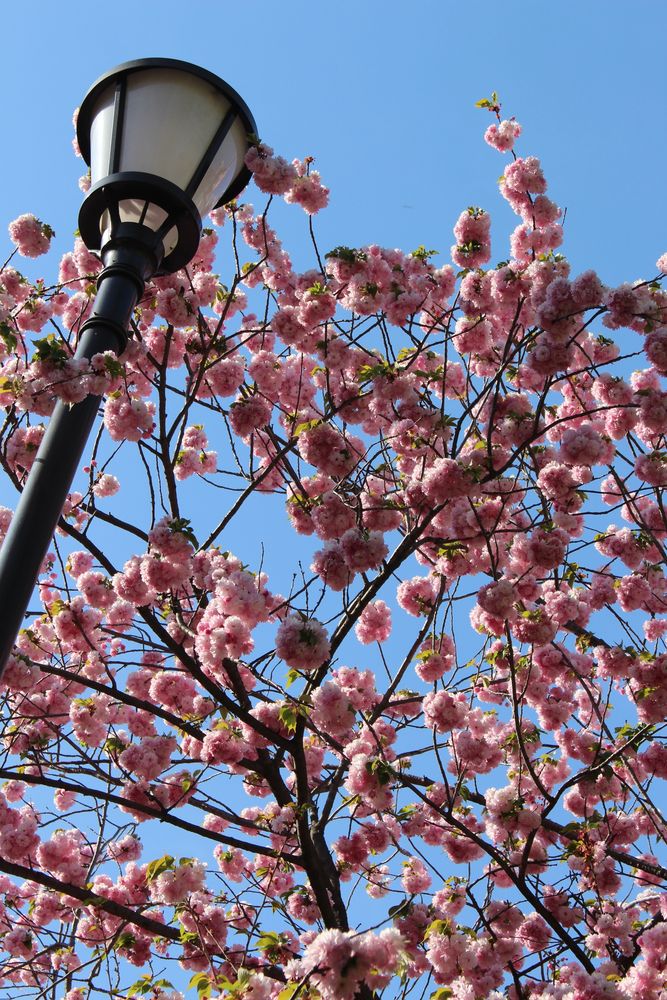 造幣局桜の通り抜け】の周辺スポット・アクセス・口コミ - Prism