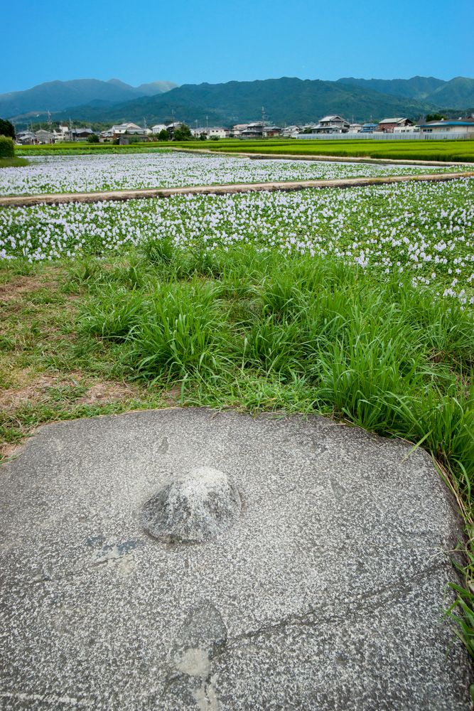 本薬師寺跡の画像 - 4枚目