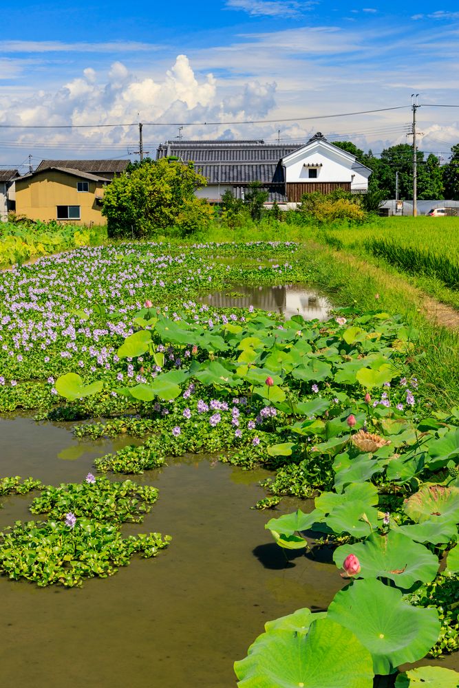 本薬師寺跡の画像 - 6枚目