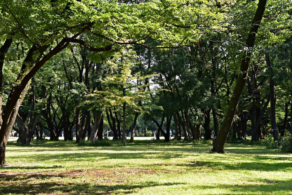 所沢航空記念公園の画像 - 2枚目