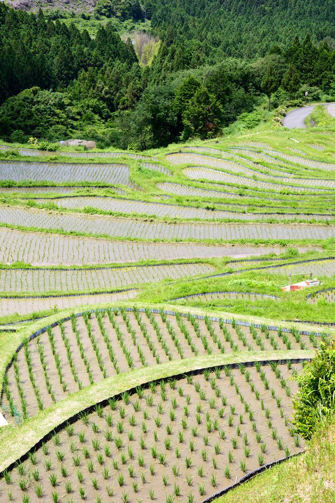 丸山千枚田の画像 - 7枚目