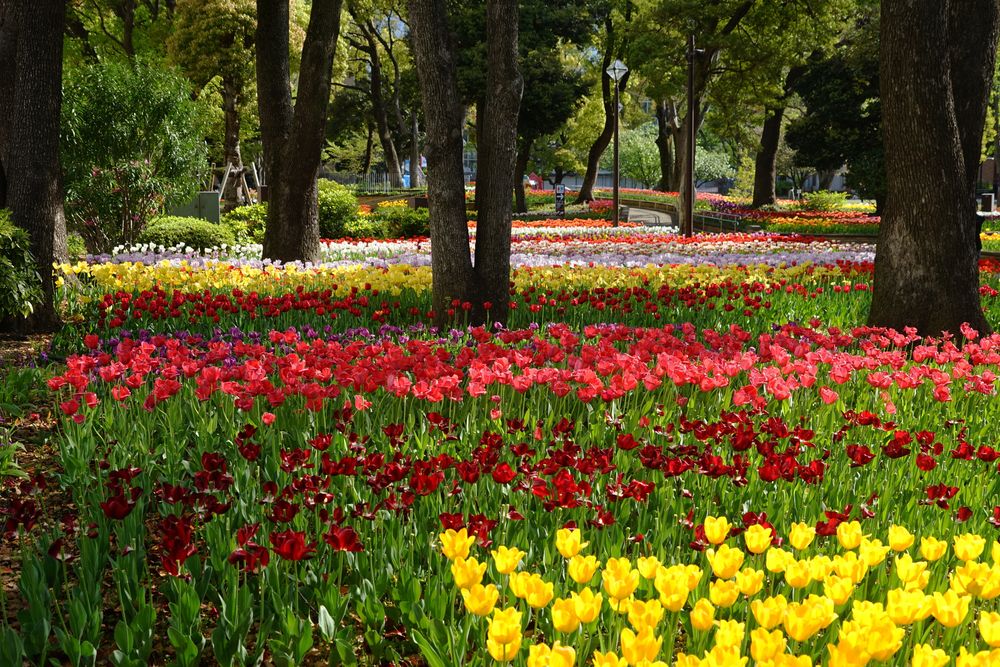 横浜公園の画像 - 3枚目