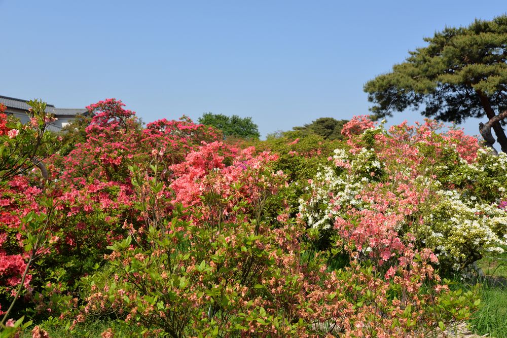 つつじが岡公園の画像 - 4枚目