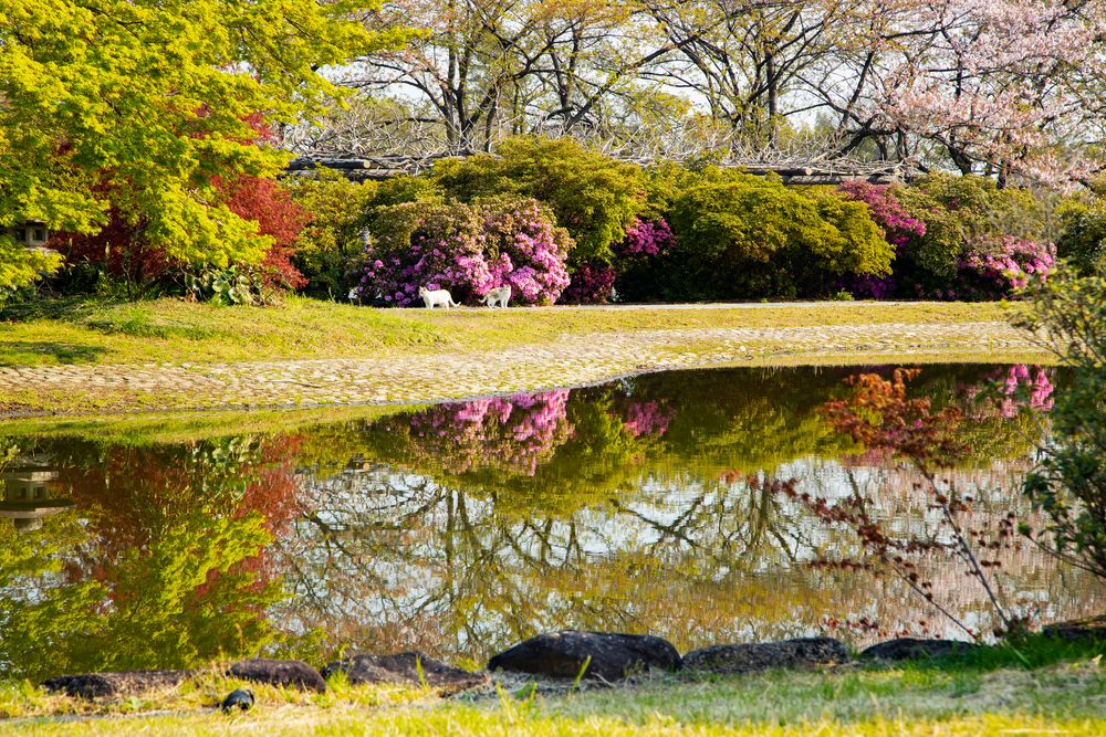 つつじが岡公園の画像 - 5枚目