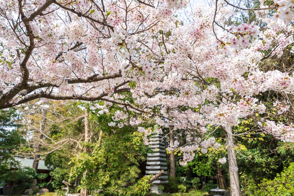 霊山寺の画像 - 3枚目