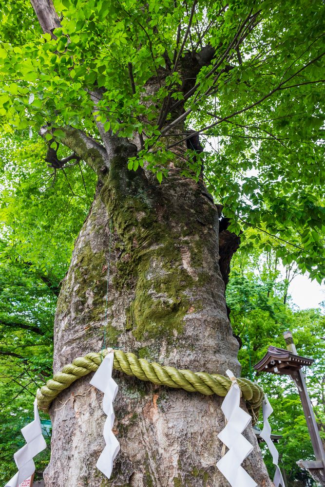 大國魂神社の画像 - 4枚目