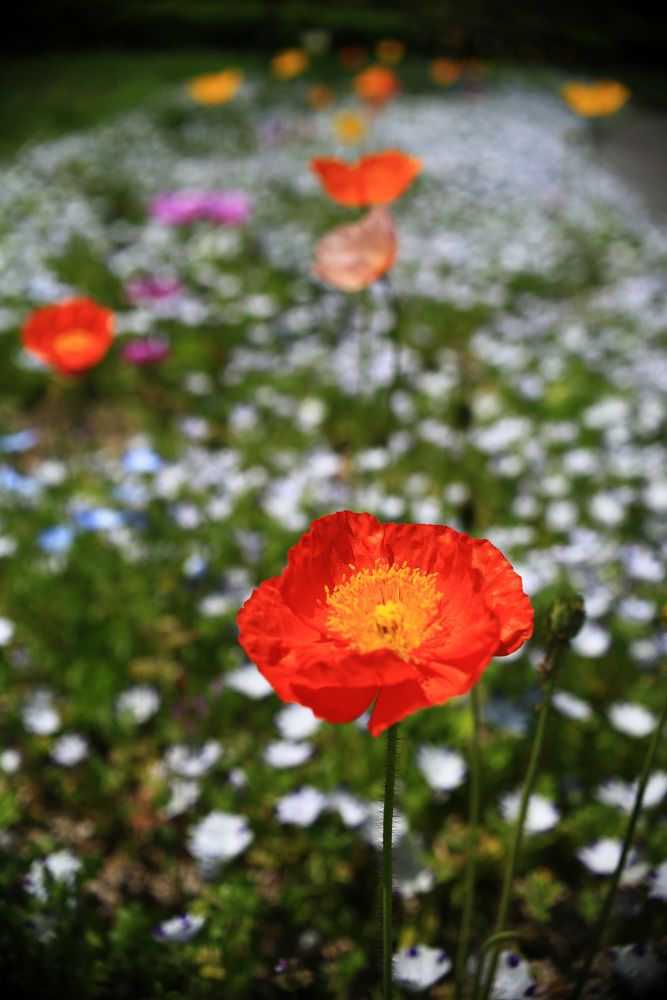国営備北丘陵公園の画像 - 2枚目