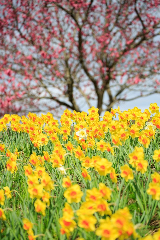 国営備北丘陵公園の画像 - 5枚目
