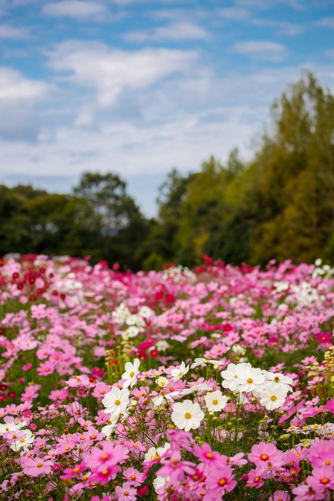 国営備北丘陵公園の画像 - 6枚目