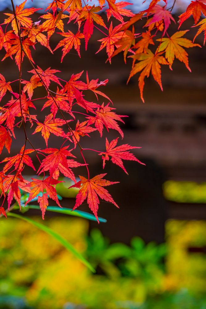 百済寺の画像 - 3枚目