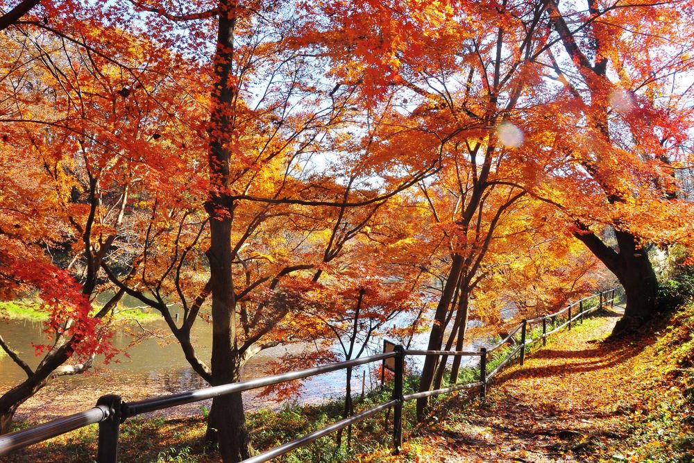 こどもの国の画像 - 3枚目