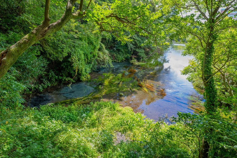 柿田川湧水の画像 - 4枚目