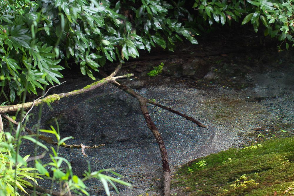 柿田川湧水の画像 - 5枚目